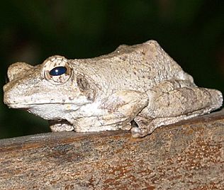 Grauer Baumfrosch, Chiromantis xerampelina